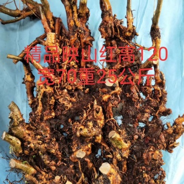 精品映山红