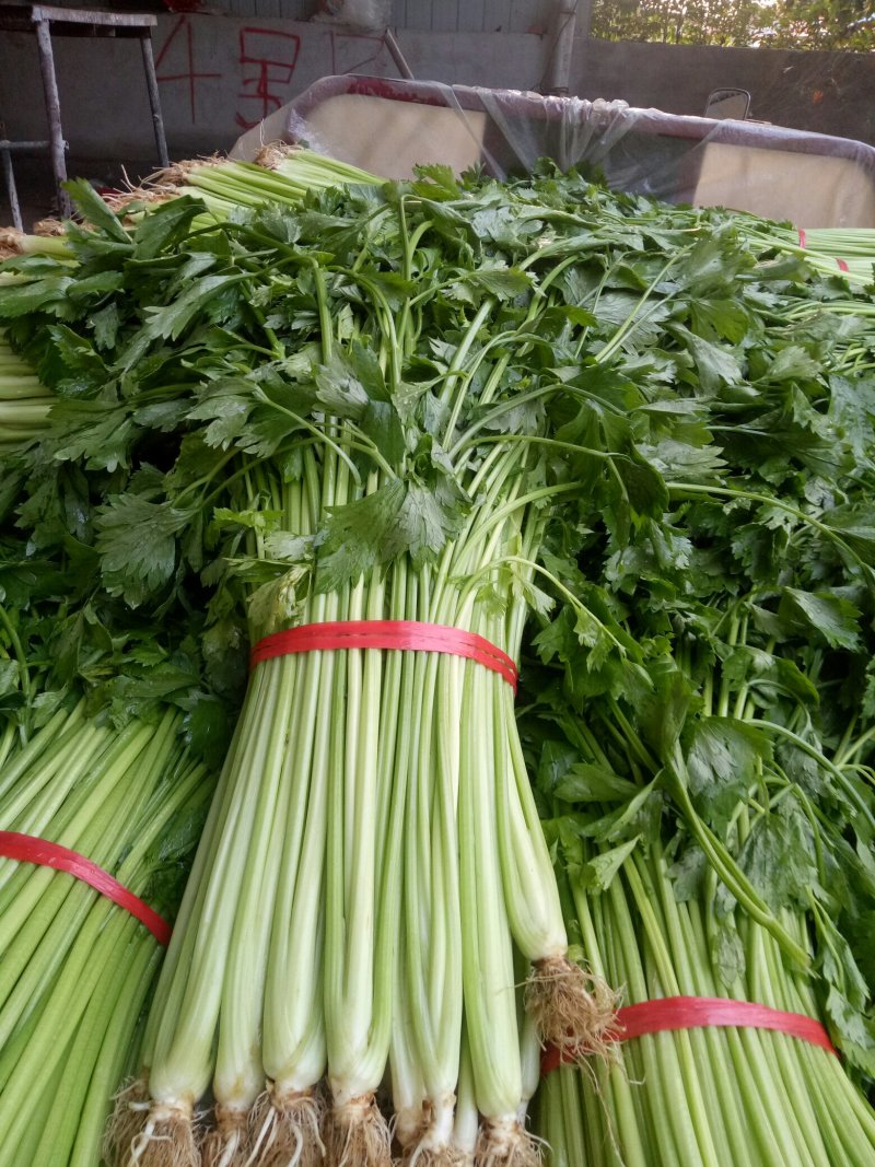 玻璃翠西芹大量上市，价格便宜，欢迎来采购