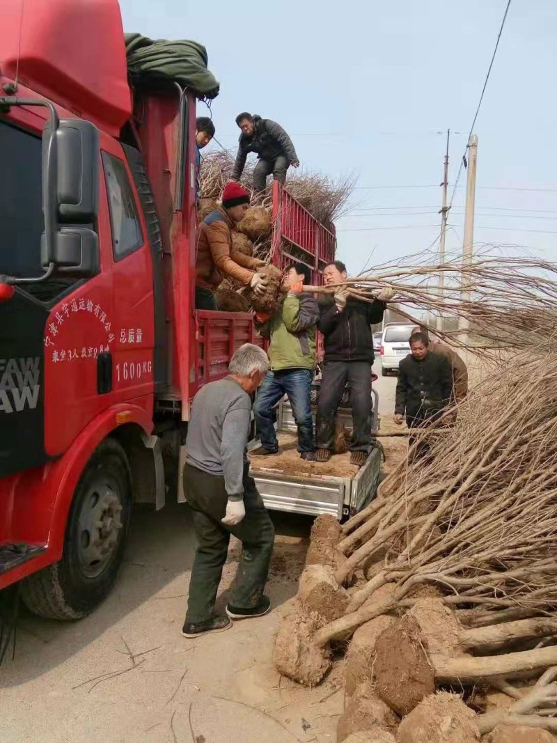 突尼斯软籽石榴树苗，河阴软籽石榴树基地只发