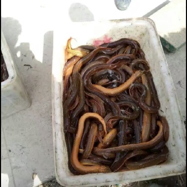规格黄鳝