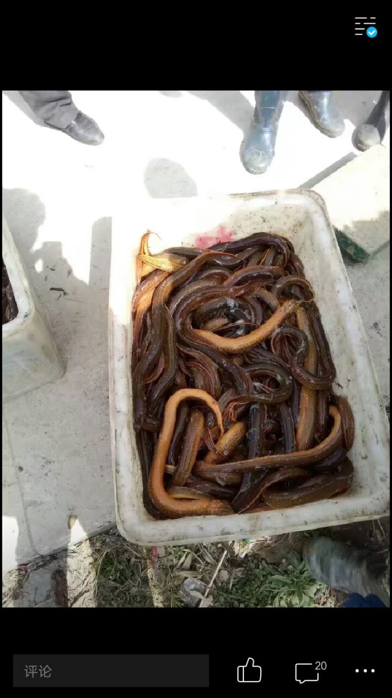 规格黄鳝