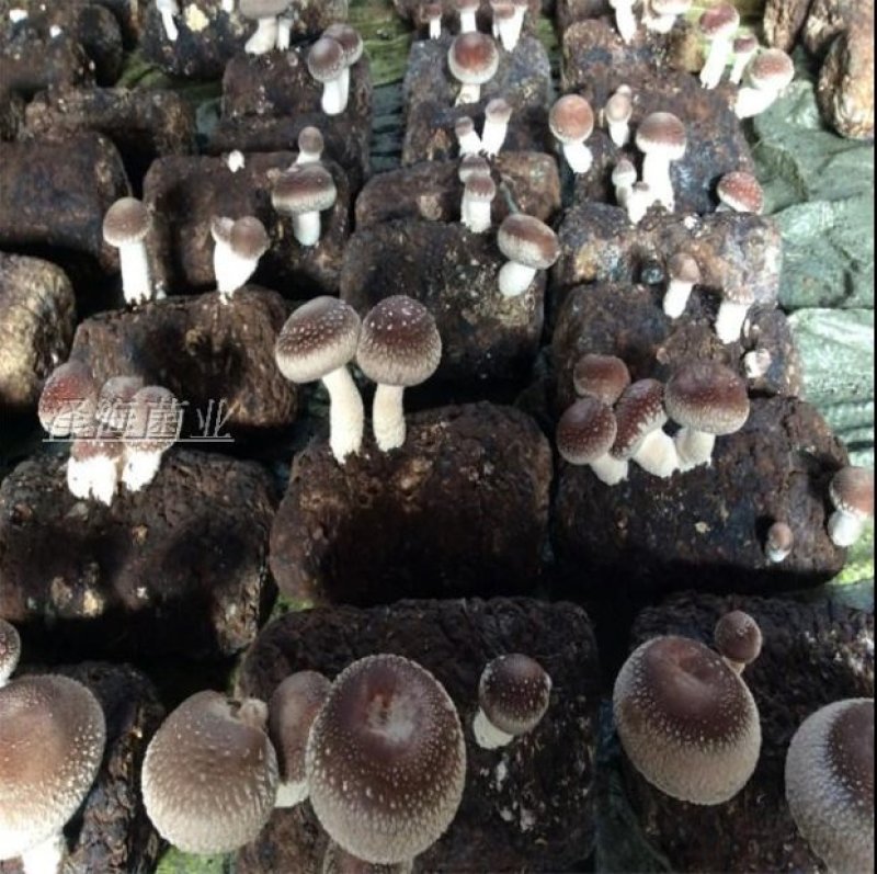 香菇菌种菌棒出菇棒菌包家庭养殖