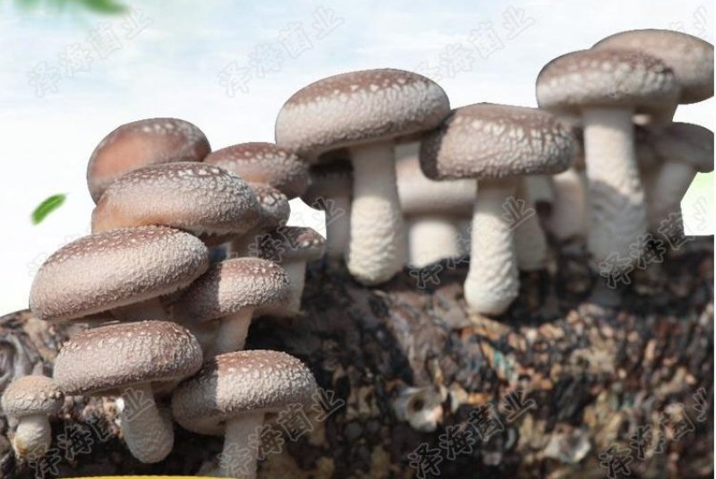 香菇菌种菌棒出菇棒菌包家庭养殖