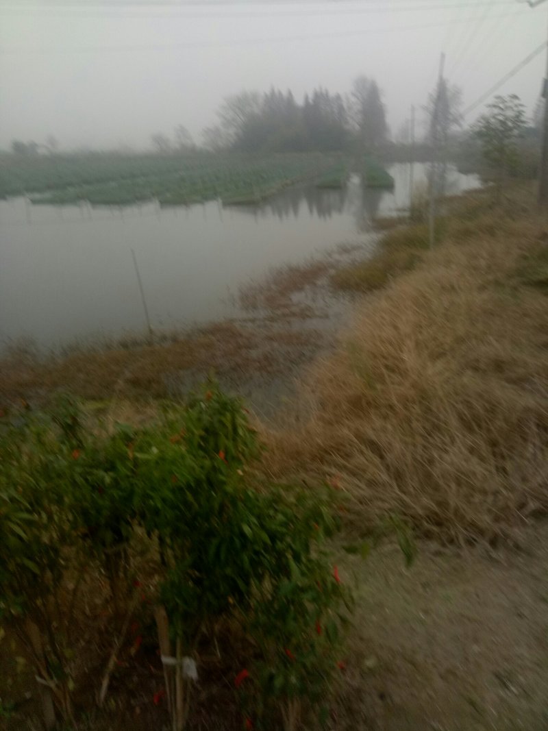 网箱养殖黄鳝供应