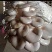 姬菇菌棒菌包出菇棒