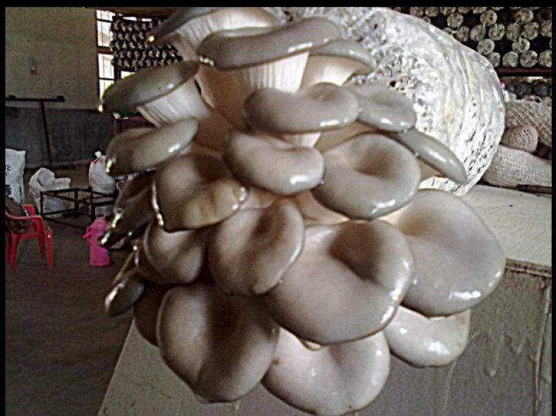 姬菇菌棒菌包出菇棒