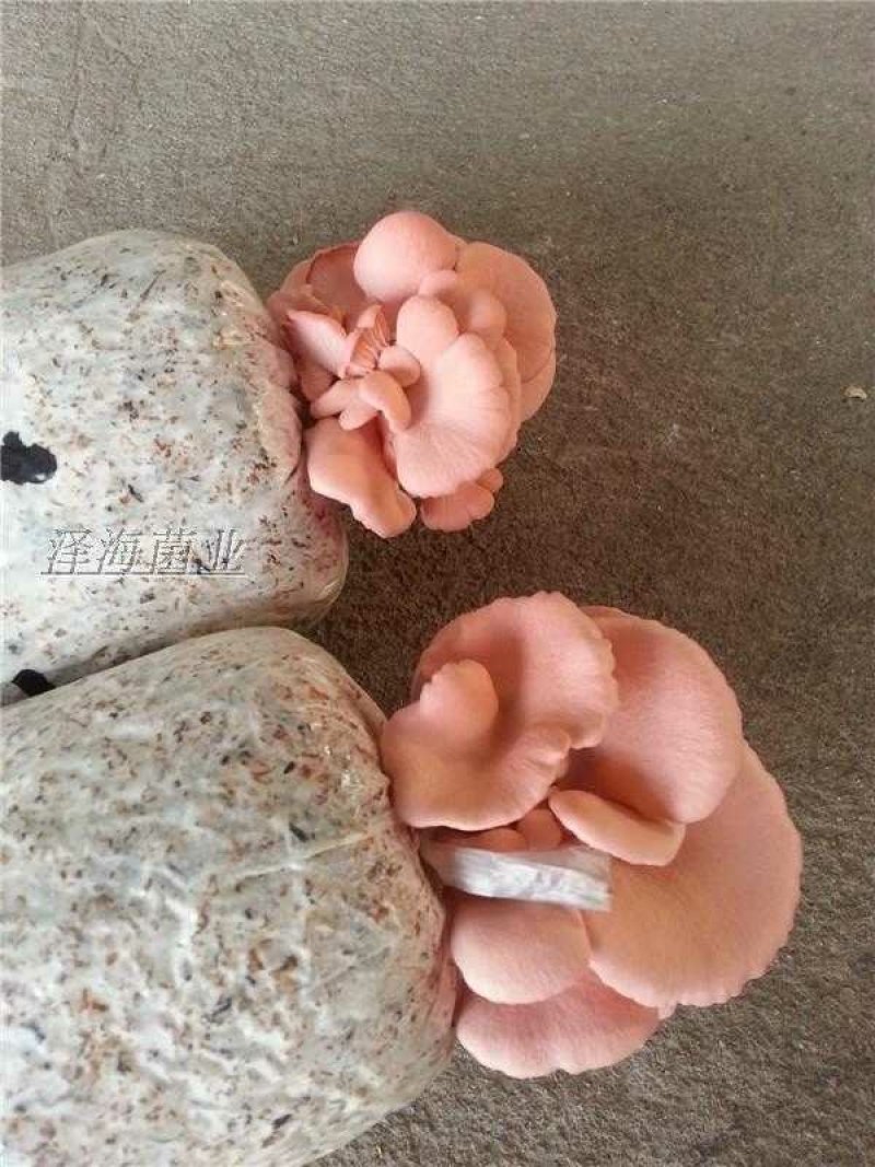红平菇菌棒菌包出菇袋