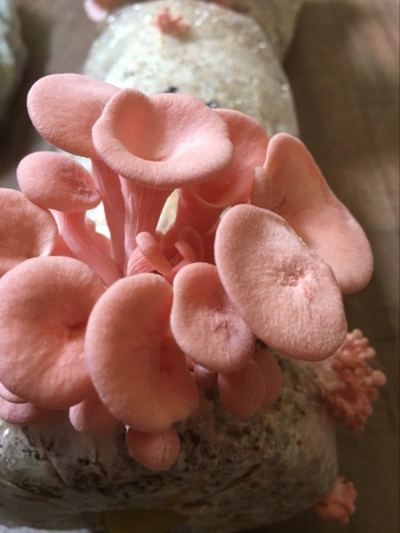 红平菇菌棒菌包出菇袋