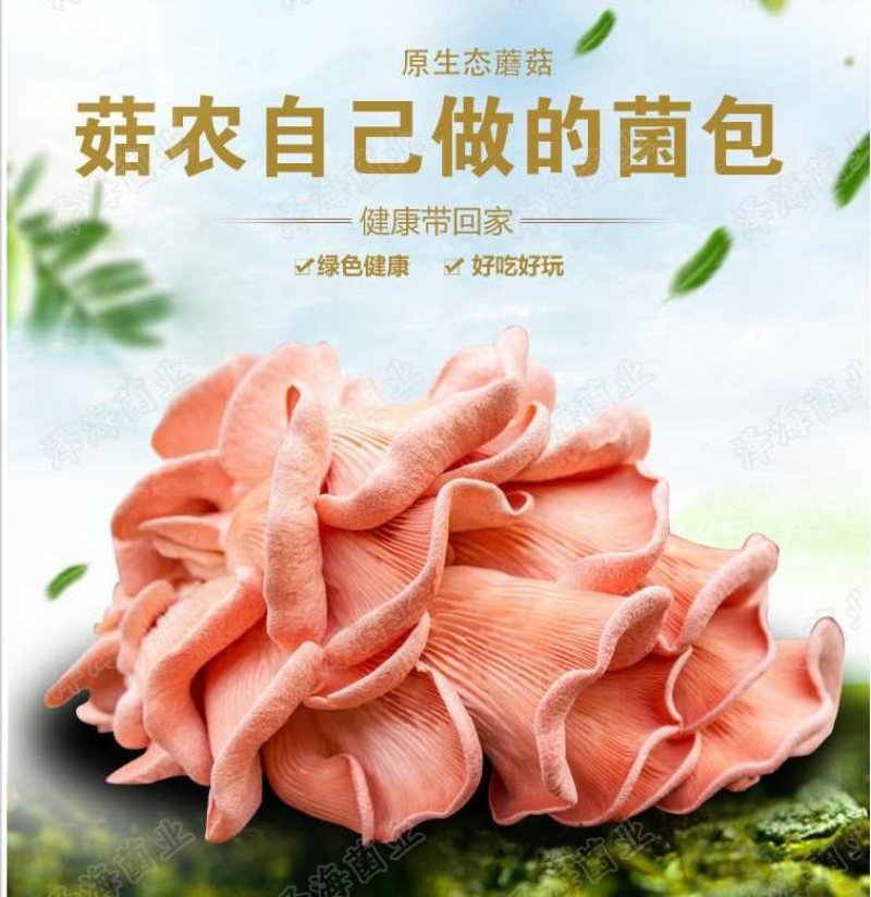 红平菇菌棒菌包出菇袋