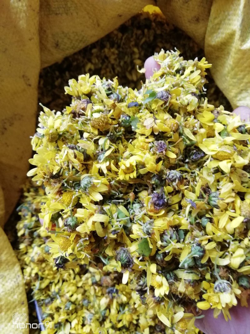 野菊花，贵州遵义绥阳县太白镇，干统货18元一斤包邮