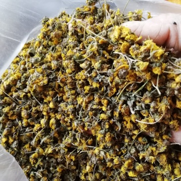 野菊花，贵州遵义绥阳县太白镇，干统货18元一斤包邮