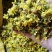 野菊花，贵州遵义绥阳县太白镇，干统货18元一斤包邮