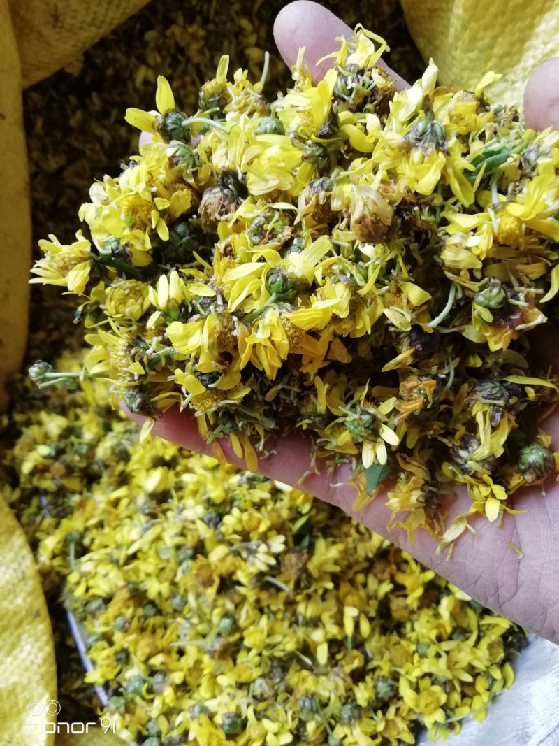 野菊花，贵州遵义绥阳县太白镇，干统货18元一斤包邮