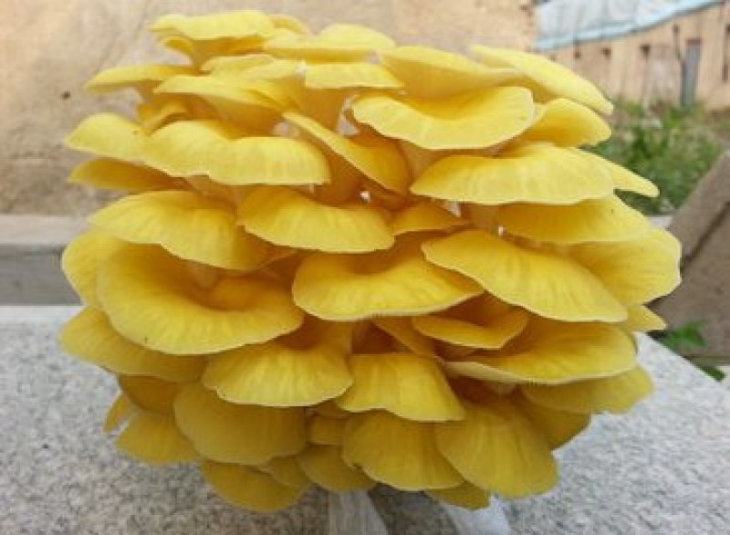 榆黄菇菌棒菌包出菇棒