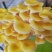 榆黄菇菌棒菌包出菇棒