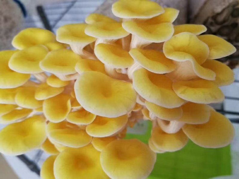 榆黄菇菌棒菌包出菇棒