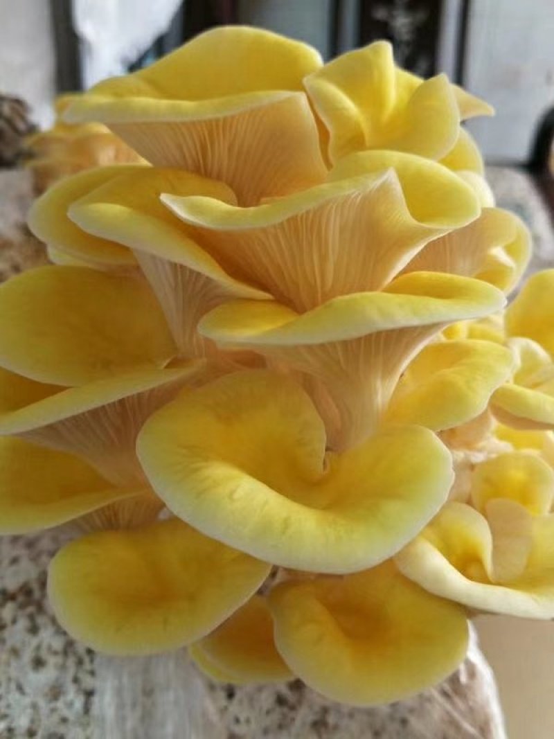 榆黄菇菌棒菌包出菇棒