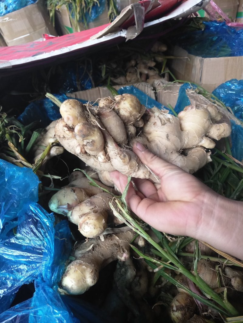 广西贺州南乡大肉生姜