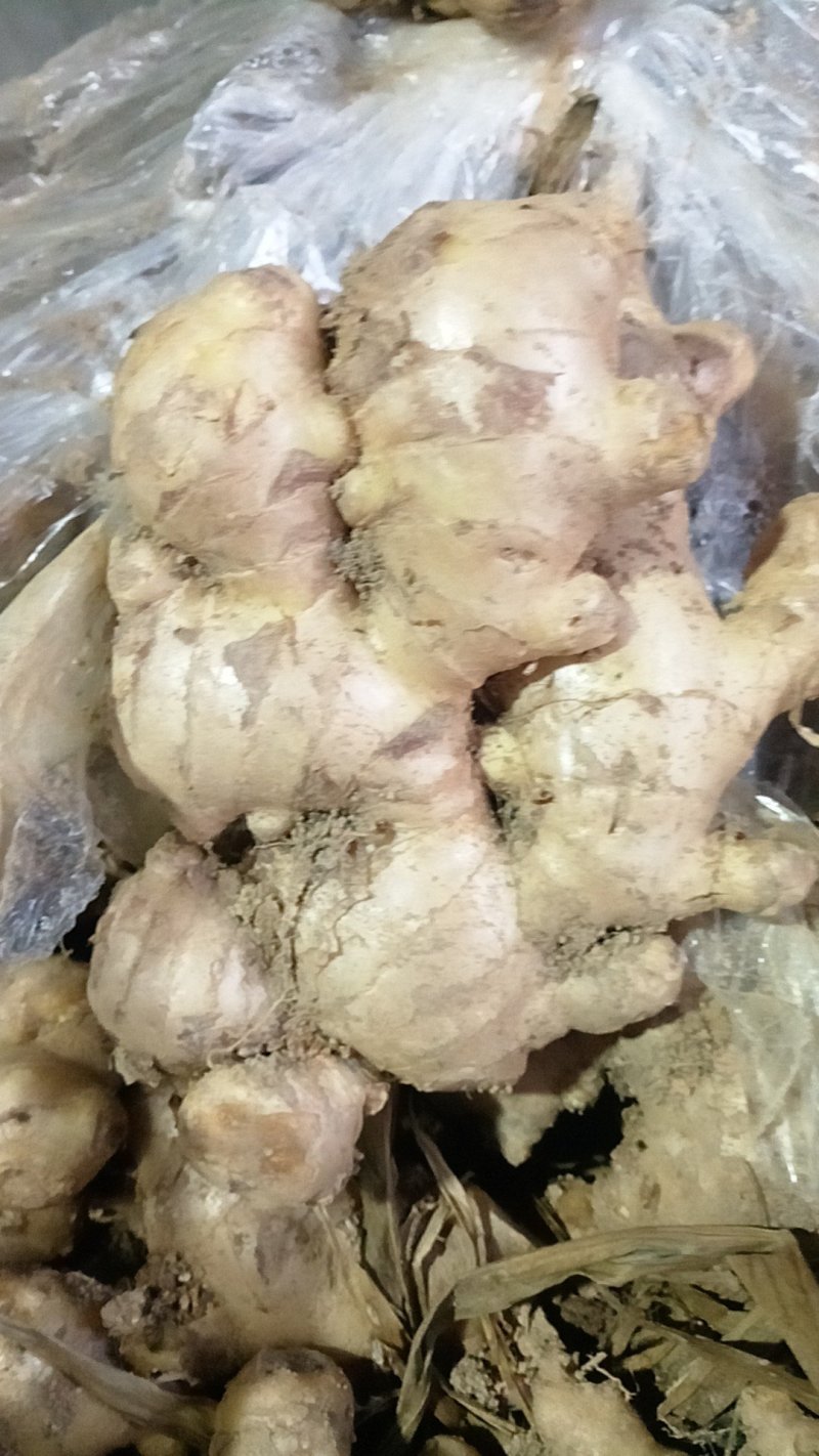 广西贺州南乡大肉生姜