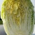 精品黄心菜！大量供应！