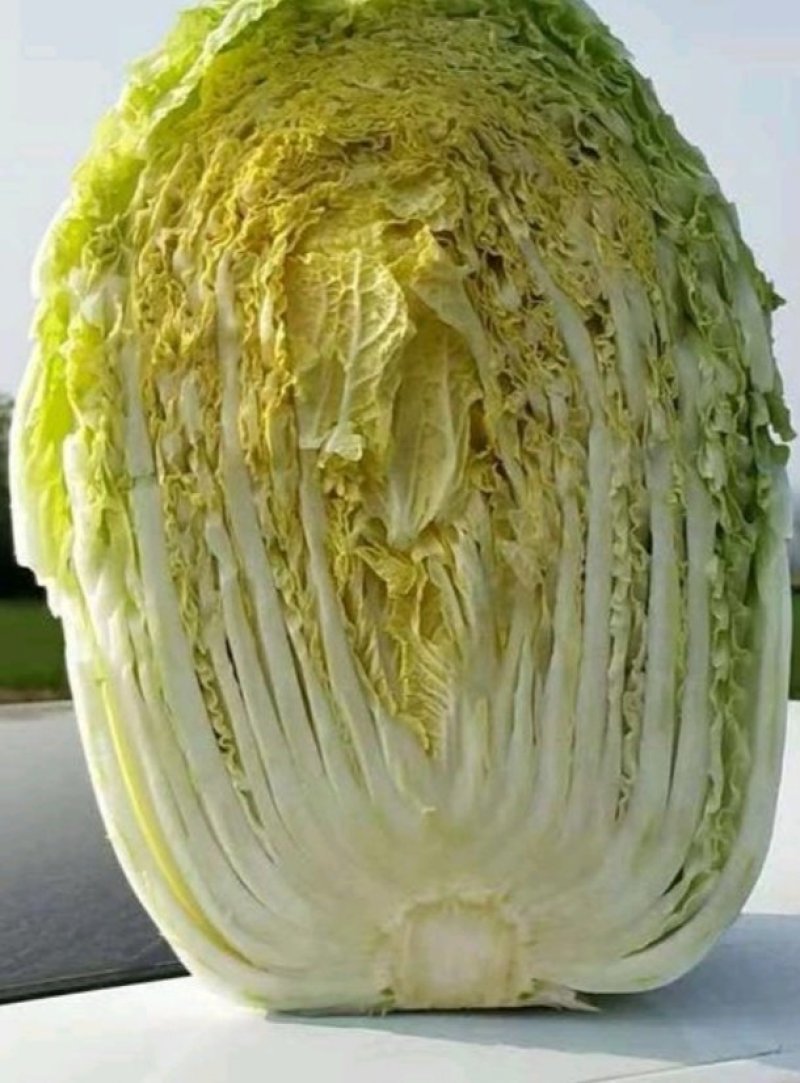 精品黄心菜！大量供应！