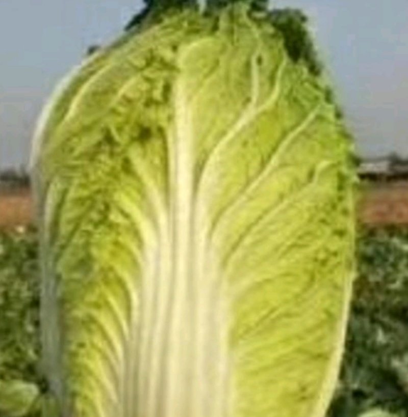 精品黄心菜！大量供应！