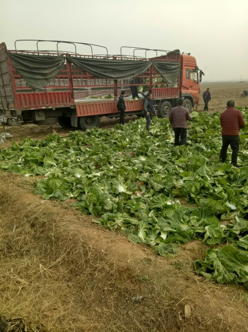 大白菜，大量现货供应，有大棚与地膜盖两种，