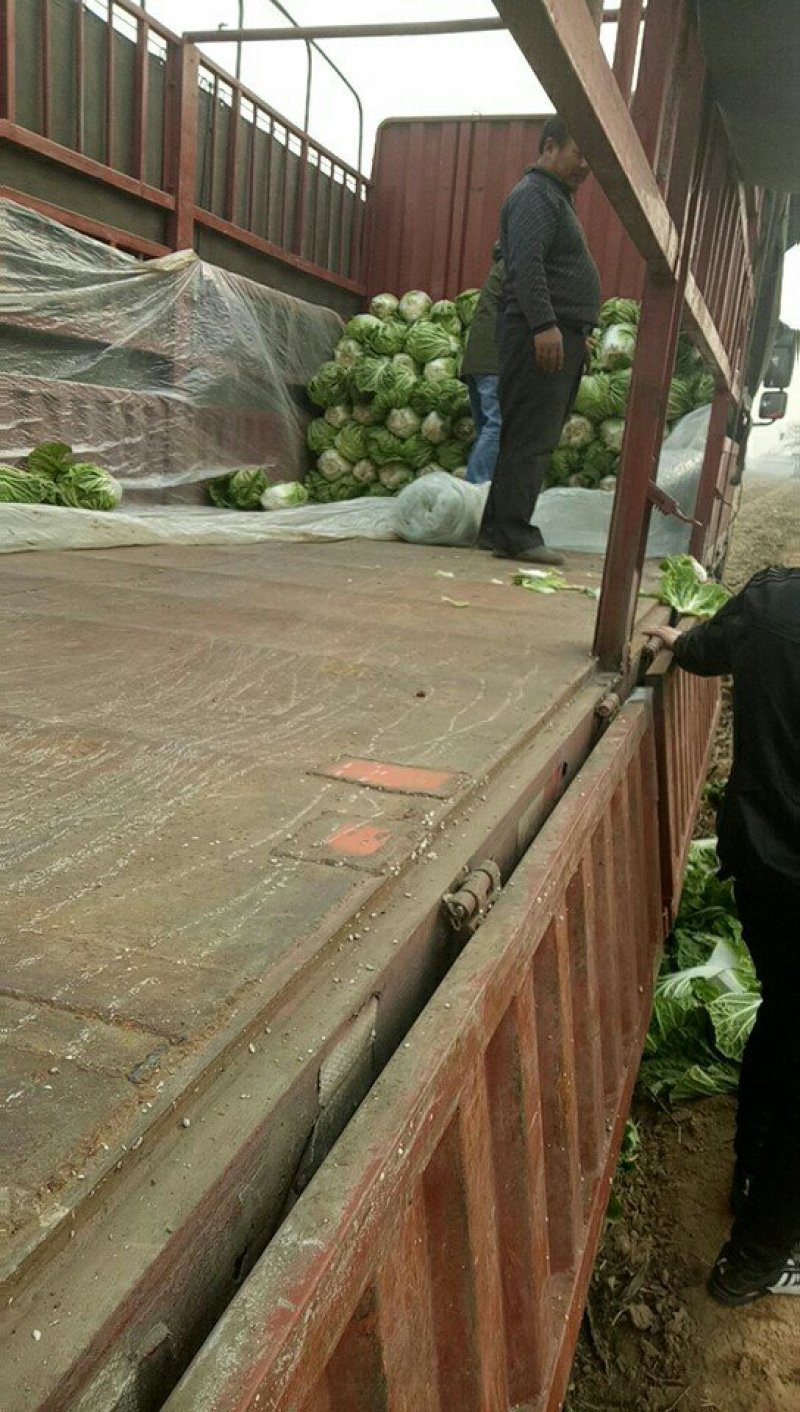 大白菜，大量现货供应，有大棚与地膜盖两种，