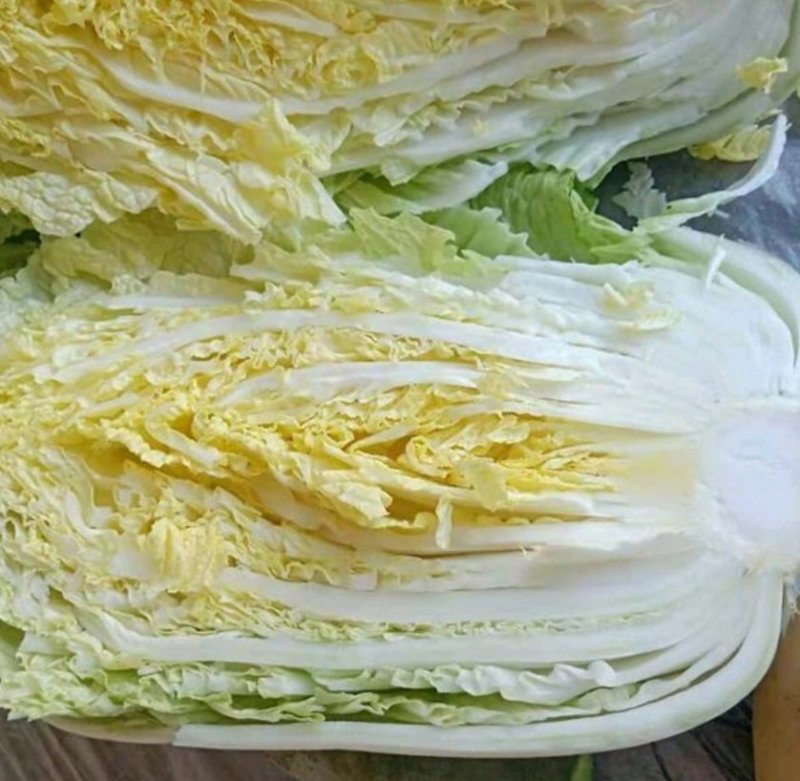 精品黄心菜！大量供应！