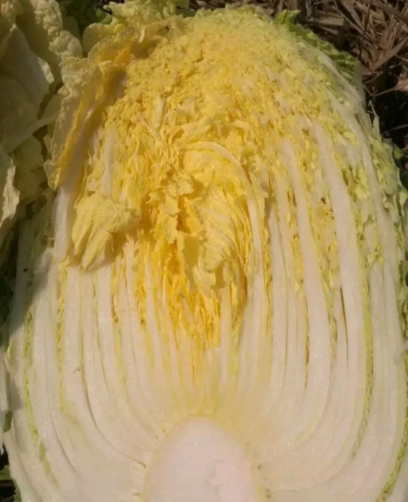 精品黄心菜！大量供应！