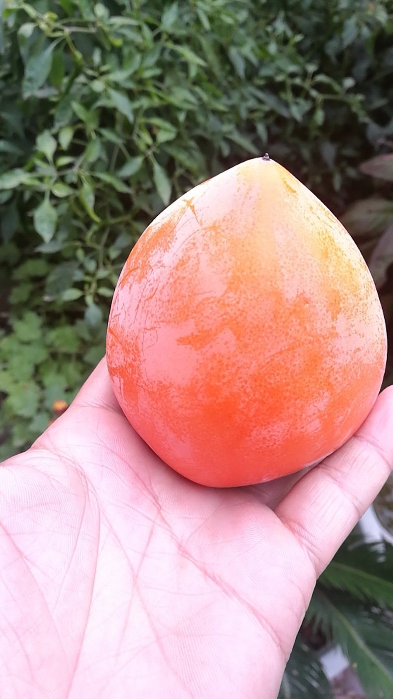正宗富平柿饼