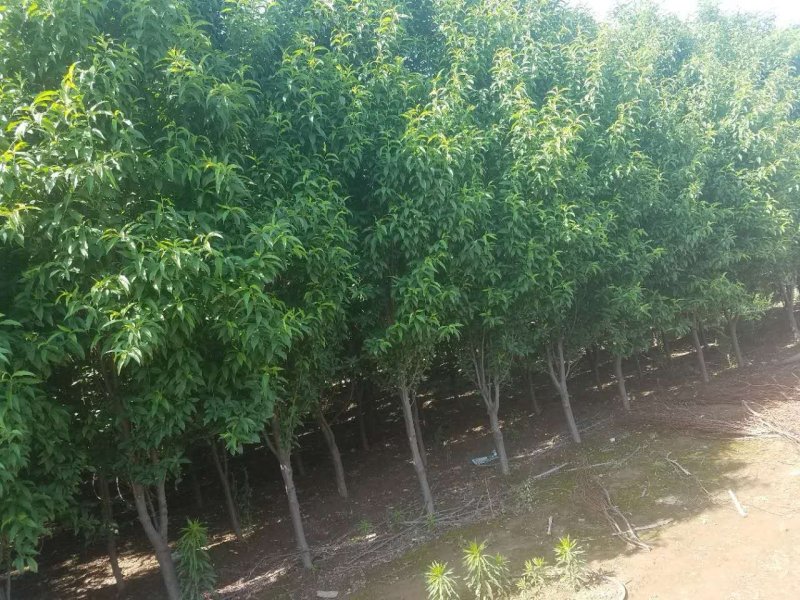 龙柱碧桃量大要的联系