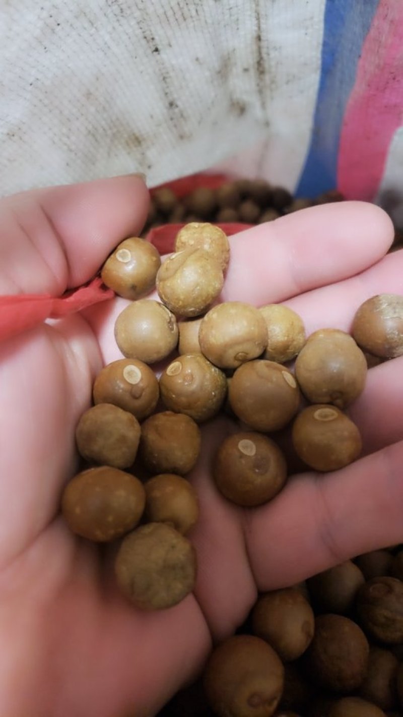 苏芡实，干子带壳