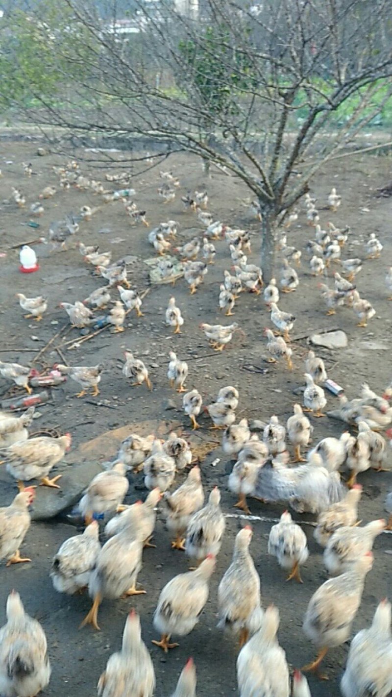 优质土鸡