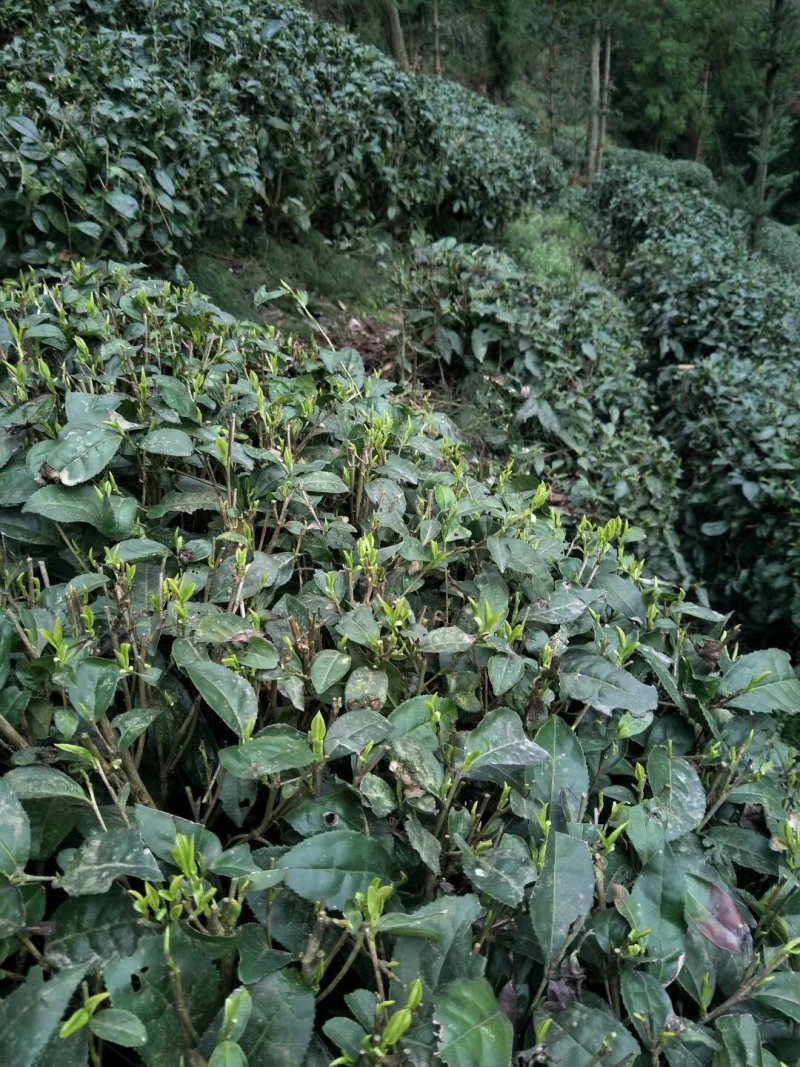 茶叶腊肉干竹笋。