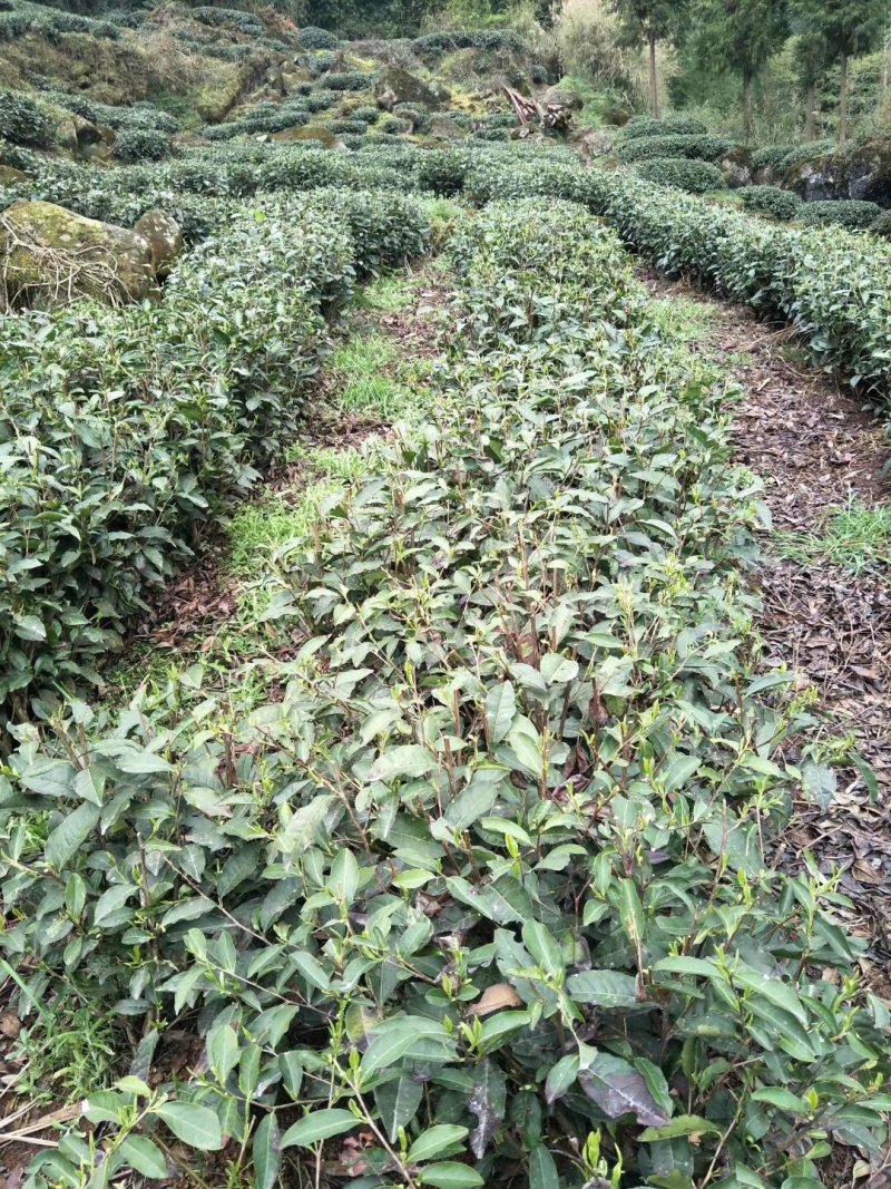 茶叶腊肉干竹笋。