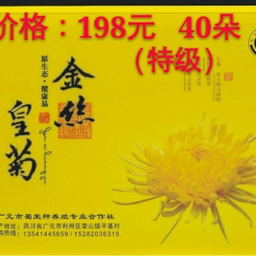 金丝皇菊