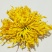 金丝皇菊