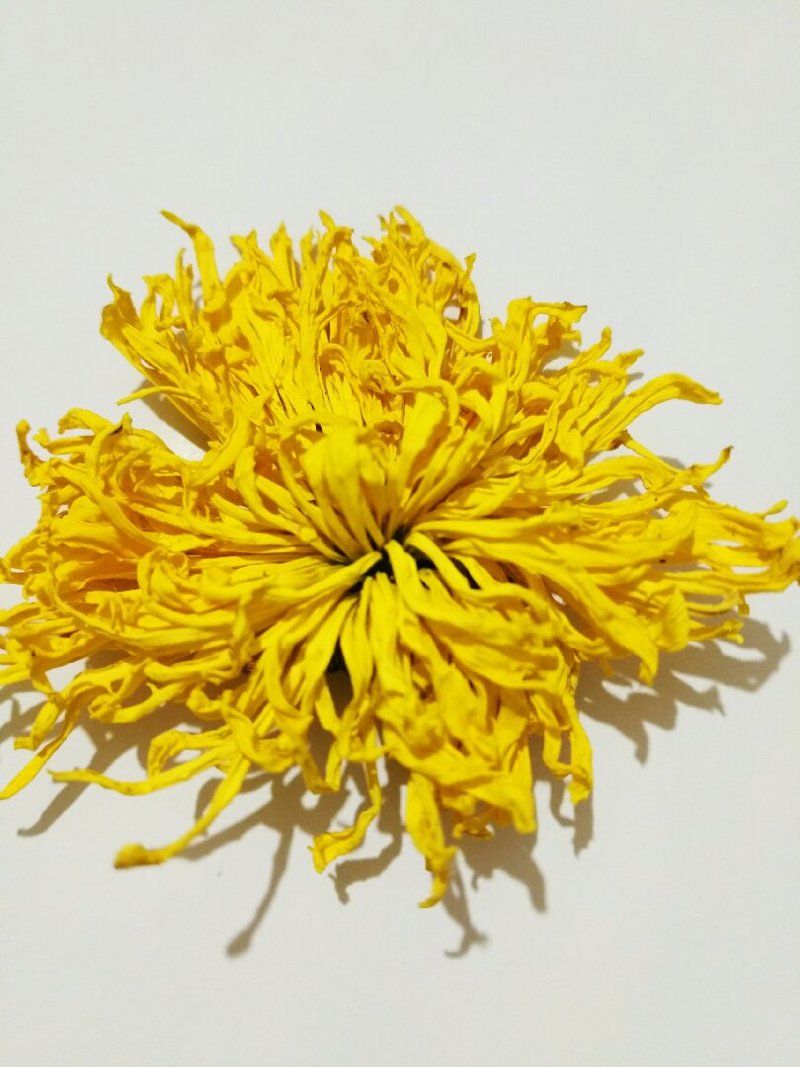 金丝皇菊
