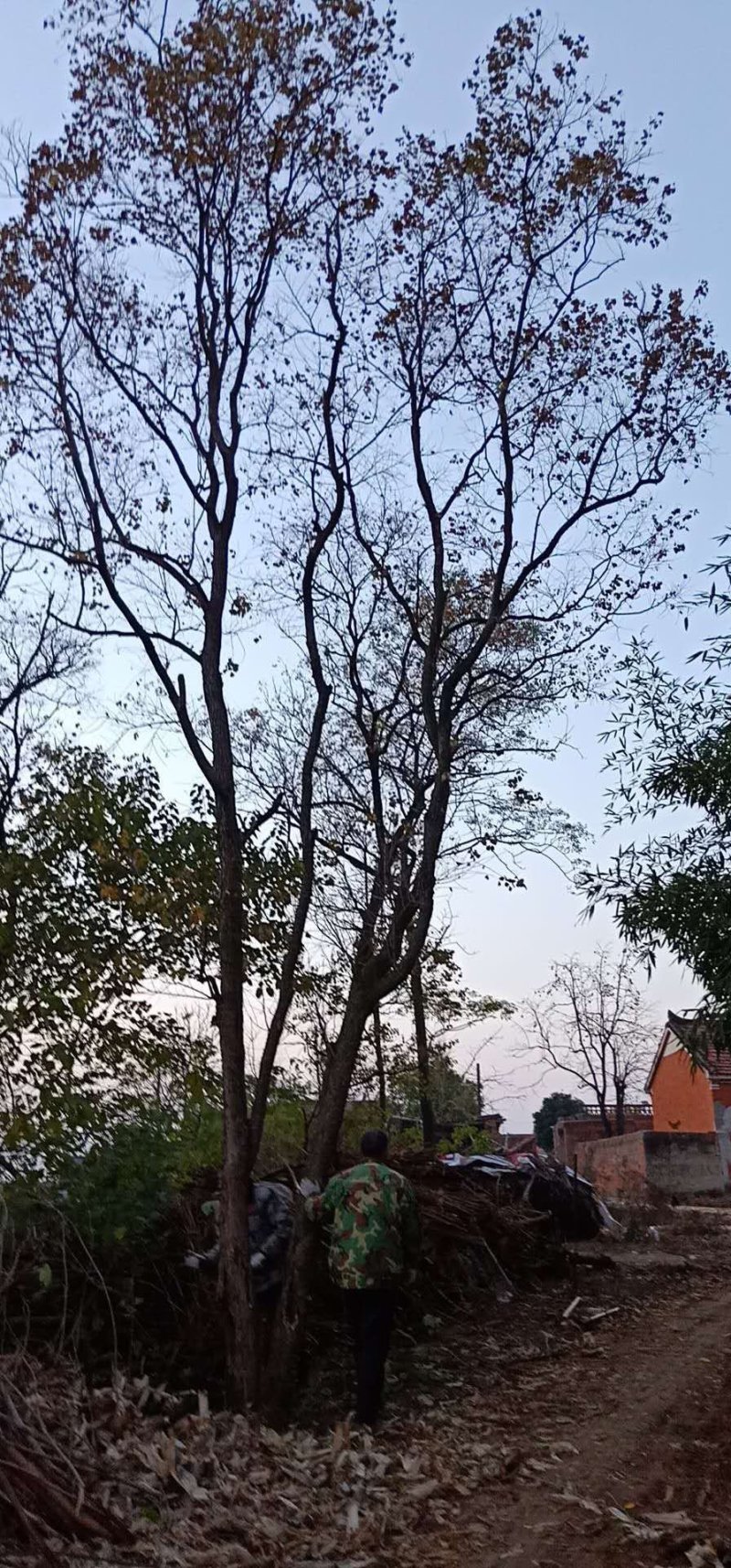 乌桕20-35公分