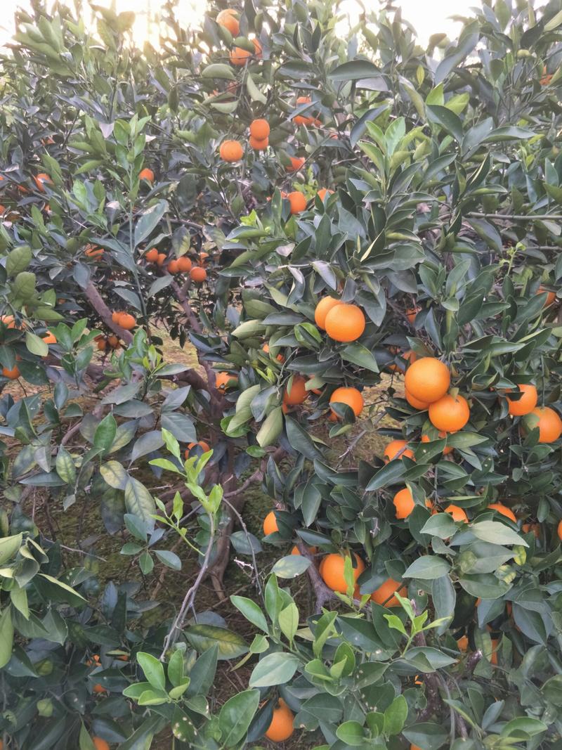 麻阳冰糖橙大量上市了、我家果园直接供货