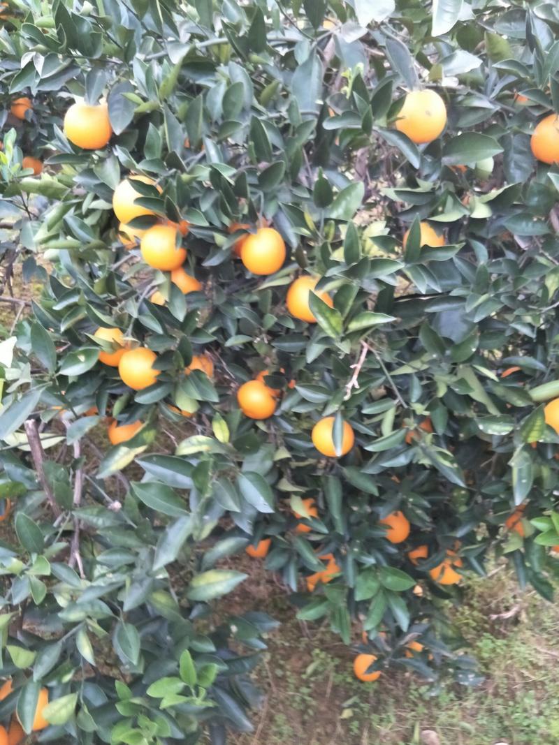 麻阳冰糖橙大量上市了、我家果园直接供货