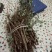 单叶蔓荆子枝条批发，品种纯正高含量品种，江西产地道地药材