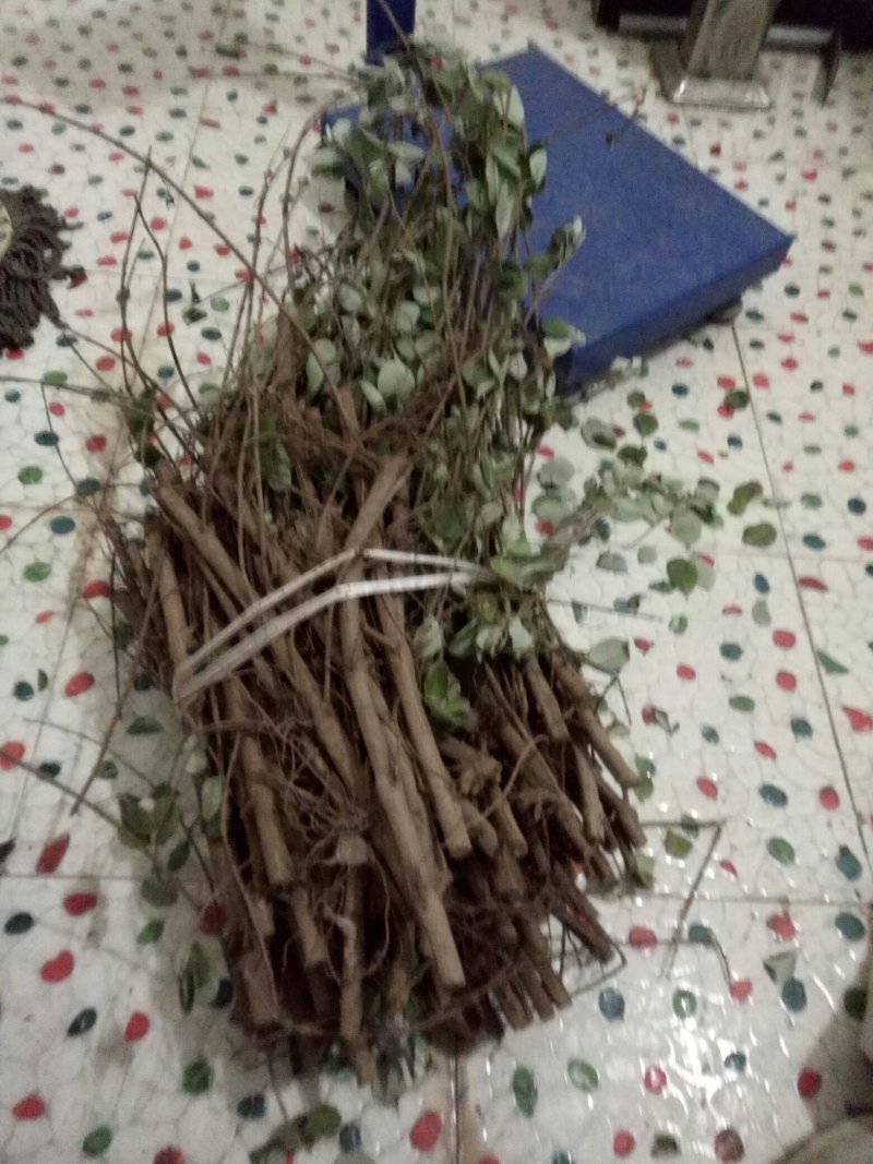 单叶蔓荆子枝条批发，品种纯正高含量品种，江西产地道地药材