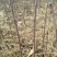 优质苹果苗