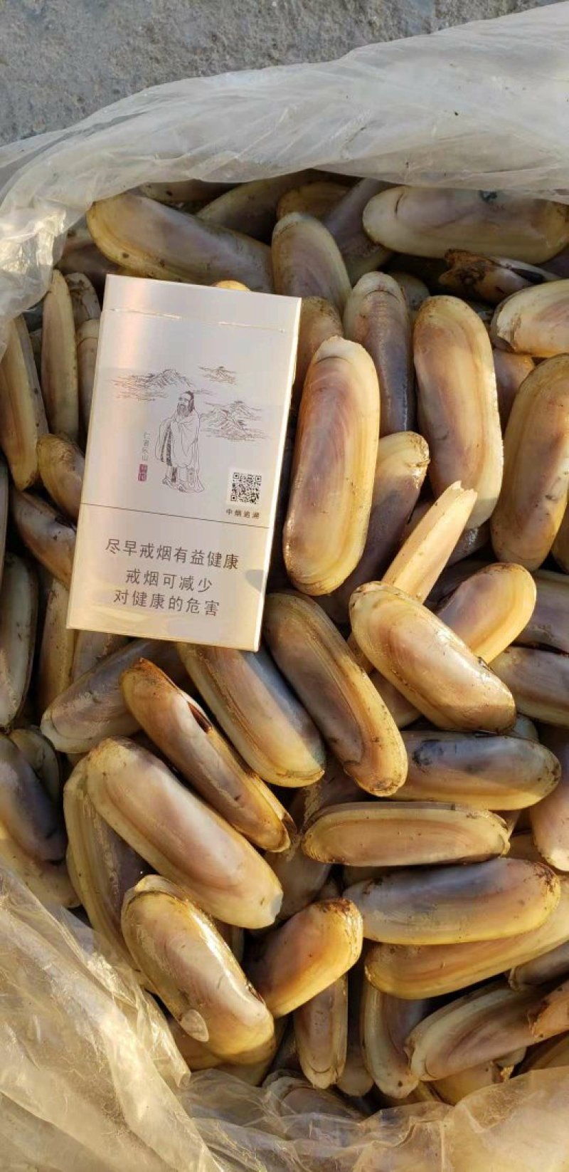 海蛏子单头的