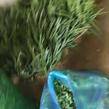 小香葱！大白菜！甘蓝！小香菜！
