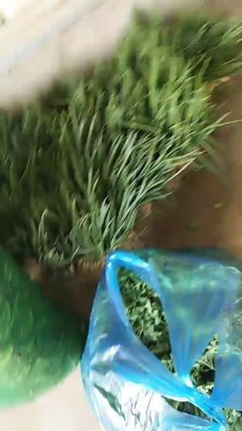 小香葱！大白菜！甘蓝！小香菜！