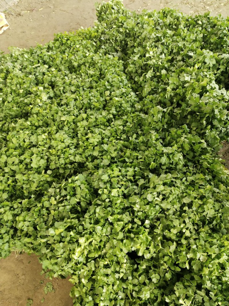 小香葱！大白菜！甘蓝！小香菜！