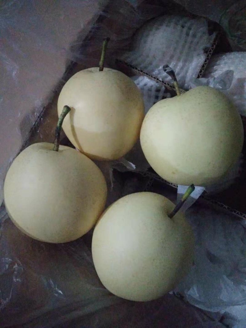 皇冠梨销售难，为了走量，开始处理销售，大降价